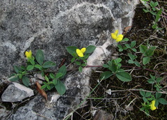 Argyrolobium biebersteinii