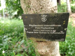 Phyllanthus cuscutiflorus