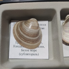 Serripes groenlandicus