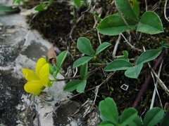 Argyrolobium biebersteinii