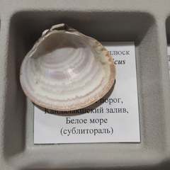 Serripes groenlandicus