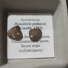 Hemithiris psittacea