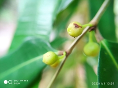 Ficus celebensis