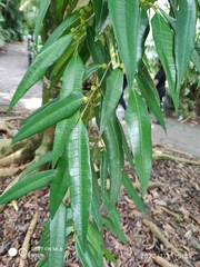 Ficus celebensis