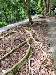 Ficus celebensis