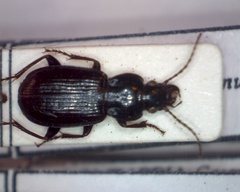 Pterostichus anthracinus