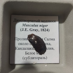 Musculus niger
