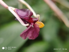 Marantochloa purpurea