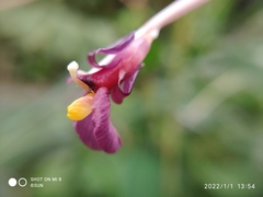 Marantochloa purpurea