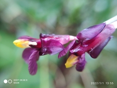Marantochloa purpurea