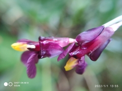 Marantochloa purpurea