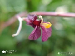 Marantochloa purpurea