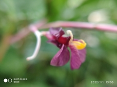 Marantochloa purpurea