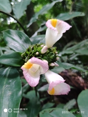 Costus lucanusianus
