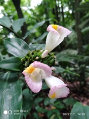Costus lucanusianus
