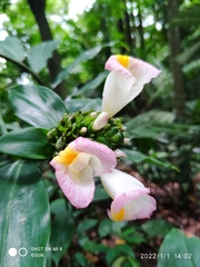 Costus lucanusianus