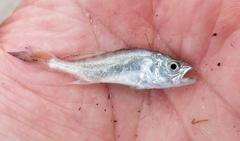 Cynoscion arenarius