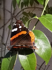 Vanessa atalanta atalanta