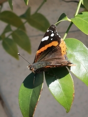 Vanessa atalanta atalanta