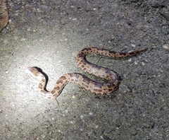 Ovophis monticola