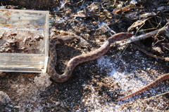 Hypsiglena ochrorhynchus klauberi
