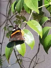 Vanessa atalanta atalanta