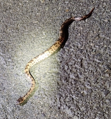 Ovophis monticola