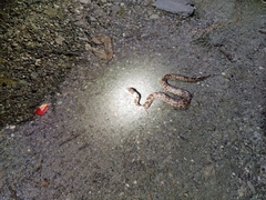 Ovophis monticola