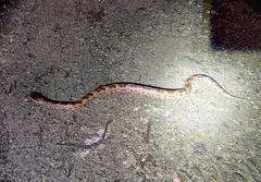 Ovophis monticola