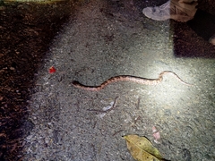 Ovophis monticola