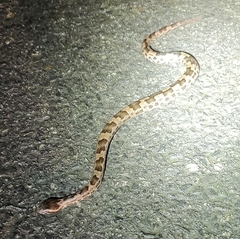 Ovophis monticola
