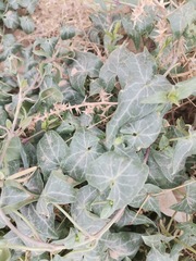 Epixiphium wislizeni