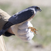 Japanese Sparrowhawk - Photo (c) ПроЗаповедник, some rights reserved (CC BY-NC), uploaded by ПроЗаповедник