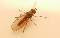 Heteromyza