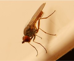 Heteromyza