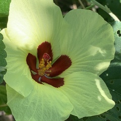 Hibiscus ovalifolius