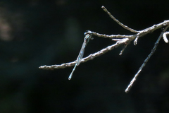 Austrolestes leda