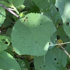 Hibiscus ovalifolius
