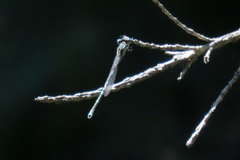 Austrolestes leda