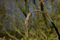 Phyllocoptruta coryli