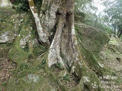 Ficus irisana