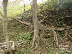 Ficus irisana