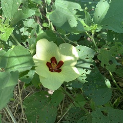 Hibiscus ovalifolius