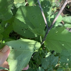 Hibiscus ovalifolius
