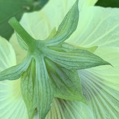 Hibiscus ovalifolius