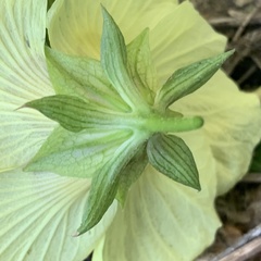 Hibiscus ovalifolius
