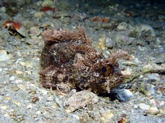 Plumed Scorpionfish photo 2