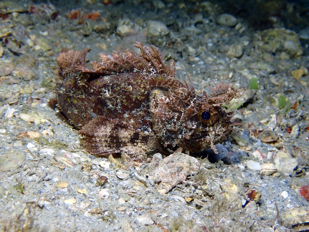 Grass scorpionfish (Scorpaena grandicornis) — Scorpaenidae
