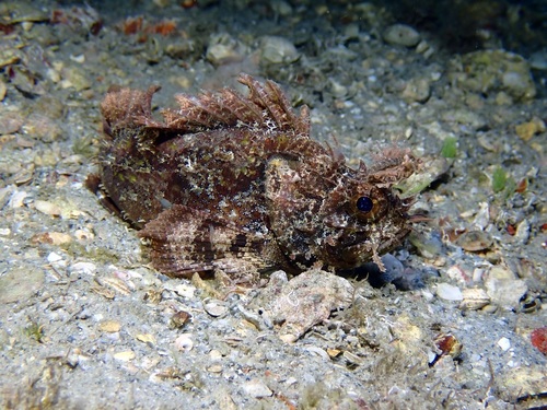 Grass scorpionfish (Scorpaena grandicornis) — Scorpaenidae