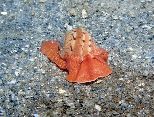 Colorful Moon Snail